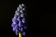 Closeup Of A Flower 2