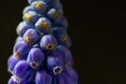 Closeup Of A Flower 3