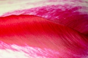 Tulip 1