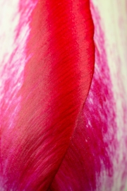 Tulip 2