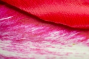 Tulip 3