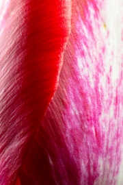 Tulip 4