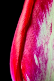Tulip 5
