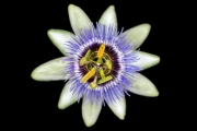 Blue Passion Flower 1