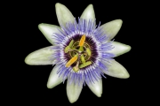Blue Passion Flower 2