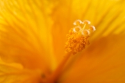 Hibiscus 1