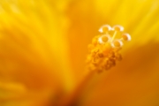Hibiscus 2
