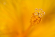 Hibiscus 3