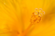 Hibiscus 4