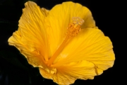 Hibiscus 5