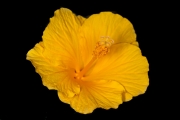 Hibiscus 6