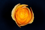 Yellow Rose 1