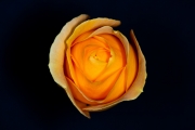 Yellow Rose 2