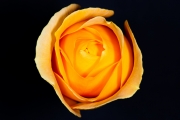 Yellow Rose 3