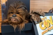 Comic Con Stuttgart 22
