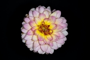 Dahlia 1