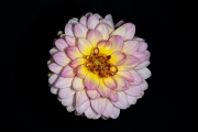 Dahlia 2