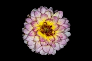 Dahlia 3