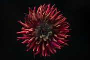 Dark Red Dahlia 1