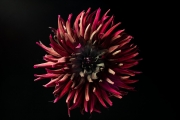 Dark Red Dahlia 2
