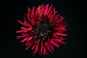 Dark Red Dahlia 3
