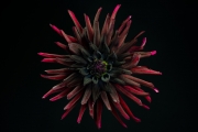Dark Red Dahlia 4