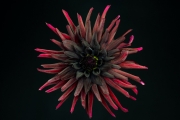 Dark Red Dahlia 5