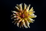 Yellow Dahlia 1
