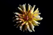 Yellow Dahlia 2