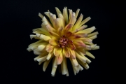 Yellow Dahlia 3