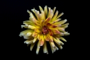 Yellow Dahlia 4