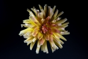 Yellow Dahlia 5