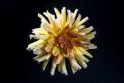 Yellow Dahlia 6