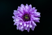 Purple Dahlia 1