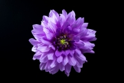 Purple Dahlia 2