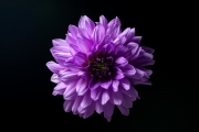 Purple Dahlia 3