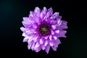 Purple Dahlia 4