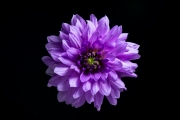 Purple Dahlia 5