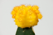 Cactus 1