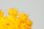 Cactus 4
