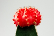 Cactus 6
