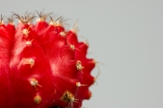 Cactus 7