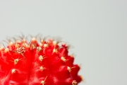 Cactus 8