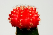Cactus 9