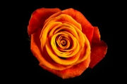 Rose 1