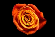 Rose 2