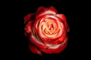 Rose 3