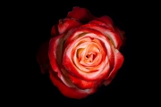 Rose 4