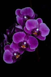 Orchid 1