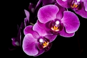 Orchid 2
